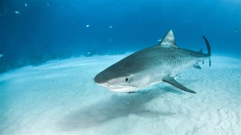 Large tiger shark circles, pulls down human body in water off Hawaii Island coast, thwarting ...