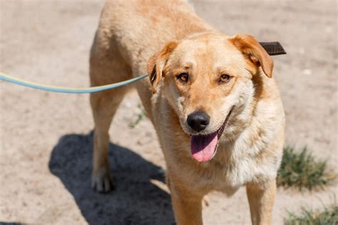 Premium Photo | Cute mixed breed brown dog smiling outdoors in the sun with his tongue out ...