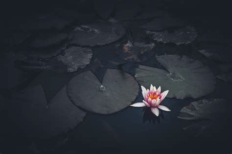 Download Pink Flower Flower Nature Lotus HD Wallpaper