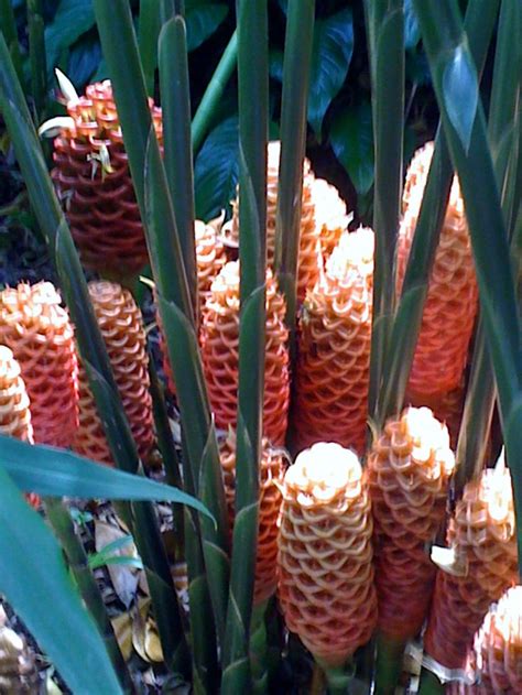 Beehive Ginger flowers at The Ginger Factory, Sunshine Coast ...