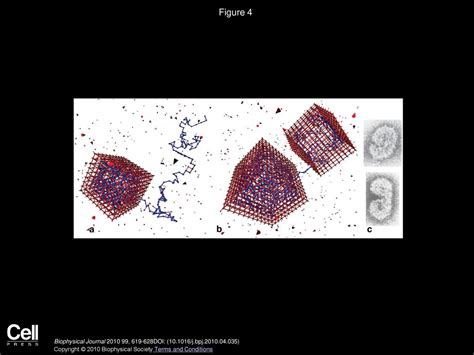 Mechanisms of Capsid Assembly around a Polymer - ppt download