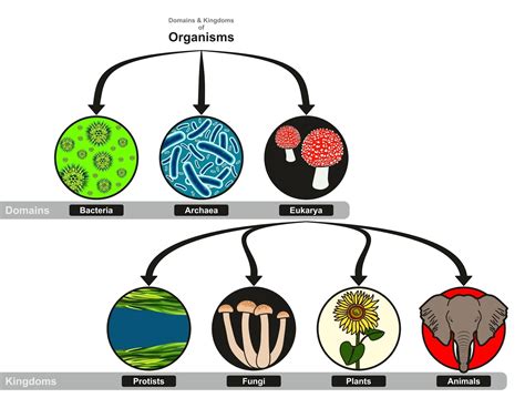 What are the Three Domains of Life? | MooMooMath and Science