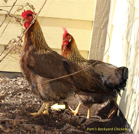 Chicken Spurs: Who Gets Them? - Backyard Poultry