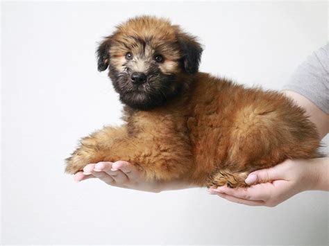 What Color Are Soft Coated Wheaten Terrier Dogs