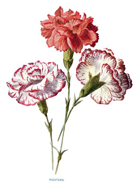 Red white carnation clipart - Clipground