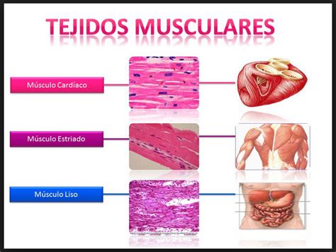 Tejidos animales 3 - Tejido Muscular - Banco de Preguntas de Biología