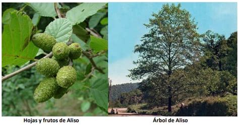 anillo Mirar Viento fuerte nombre cientifico de aliso carbón envase Arado