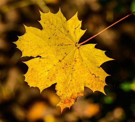 Golden Yellow Maple Leaf in Close Up Photography · Free Stock Photo