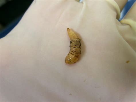 Larva de mosca, dermatobia hominis infection, Miíase | Flickr - Photo ...