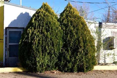 Leyland Cypress Trees: Fast Growth for Privacy