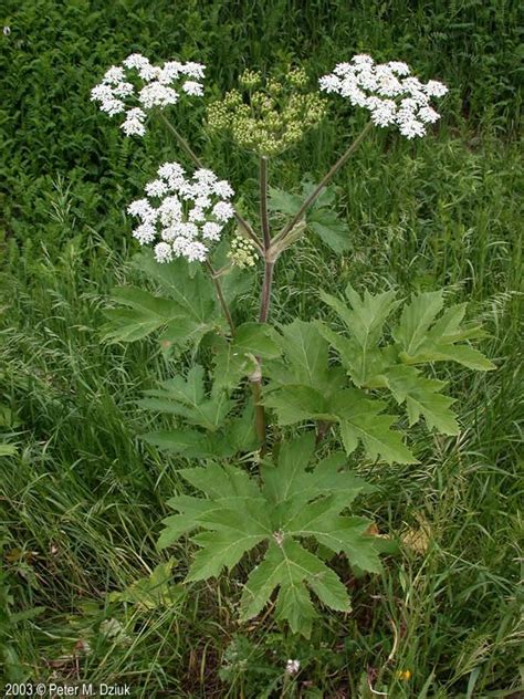 Heracleum maximum (Common Cow Parsnip): Minnesota Wildflowers | Cow ...