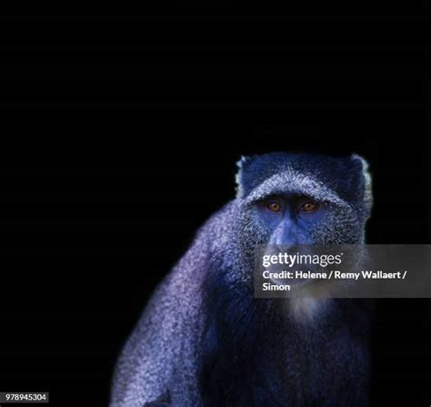 799 Blue Monkey Stock Photos, High-Res Pictures, and Images - Getty Images