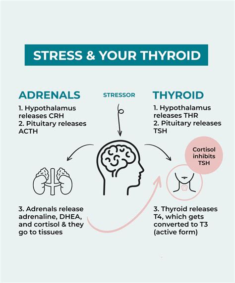 Thyroid Harmony Formula | PureHealth Research