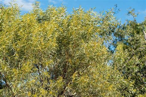 Healthy Australian Wattle Tree Stock Photo - Image of growth, green ...