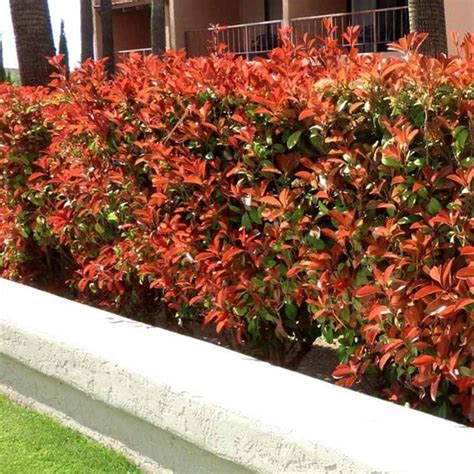 Hedging Plants For Shade | Hedges Direct Blog