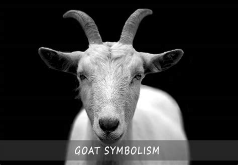 The Goat Symbolism | A Guide Of Understanding The Goat