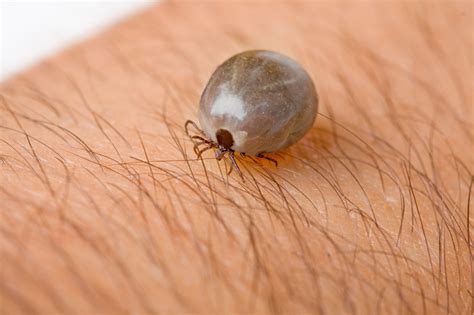 What are Other Tick-Borne illness aside from Lyme Disease :: Western AllPest Services | Pest ...