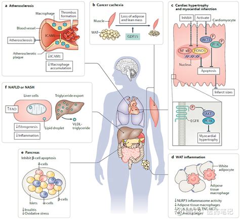 GDF15-GFRAL靶点全梳理 生长分化因子15(GDF15)为一种内分泌激素，是TGFβ超家族成员，在肥胖、糖尿病、非酒精性脂肪肝、癌症等疾病的发病机... - 雪球