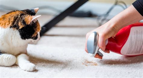 The 3 Best Carpet Cleaning Solutions For Pet Stains