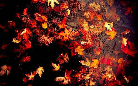 Autumn Leaves Picture, Natural Autumn Leaves Wallpaper, #4760