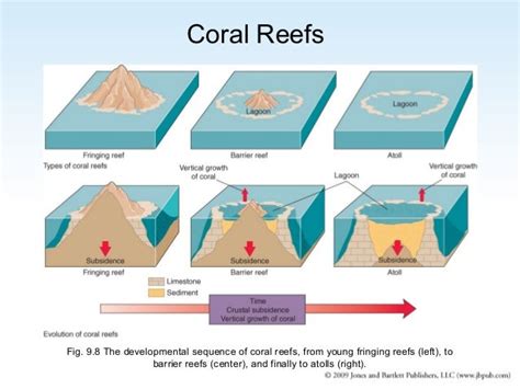 Coral reefs