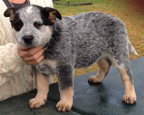 Australian Cattle Dog Breed Info and Care