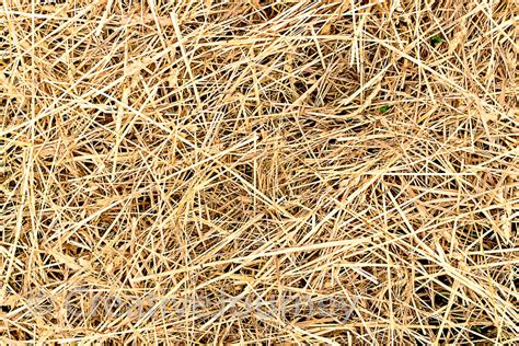 Straw hay texture (638858) | Textures | Design Bundles