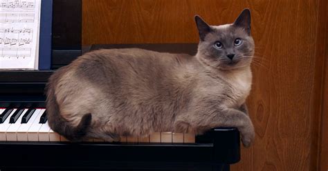 A Tonk's Tail... err, Tale...: "Play us a song, Mister Piano Cat"