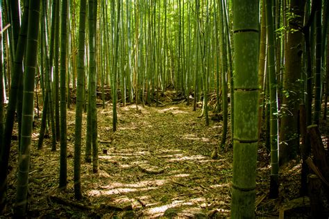 Find your inner zen at Arashiyama’s Sagano Bamboo Forest, Kyoto ...