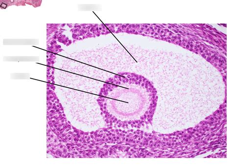 female reproductive system histology Diagram | Quizlet