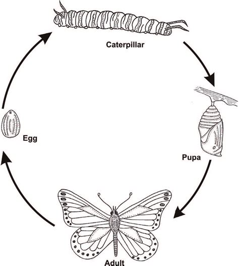 Holometabolous development in butterfly. | Download Scientific Diagram