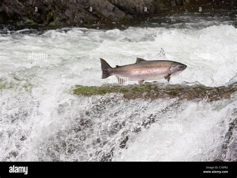 A Salmon Jumping up and over a waterfall on the Marble River North Vancouver Island Canada Stock ...