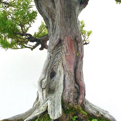 Japanese Yew | Large Specimen Bonsai Tree | Herons Bonsai