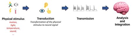 Sensory systems. The process begins with a physical stimulus (e.g.,... | Download Scientific Diagram