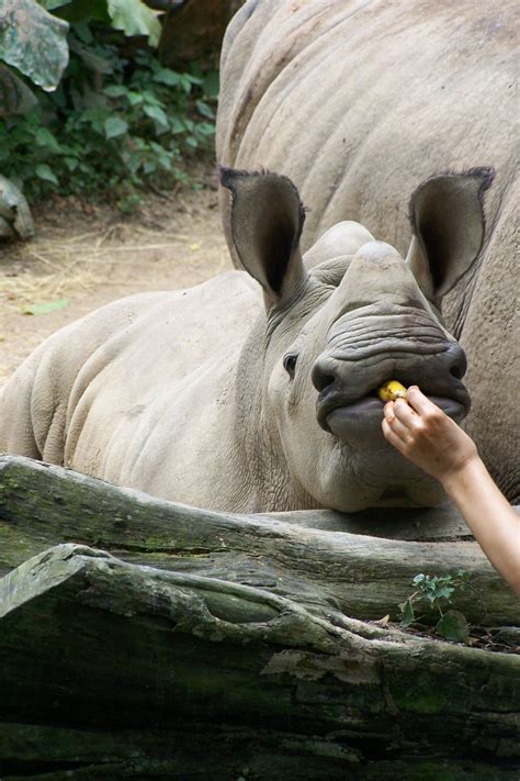 Travel Photo - Baby Rhino Feeding Time at the Singapore Zoo