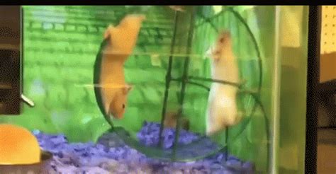 Hamsters Wheel GIF - Hamsters Wheel Fail - Discover & Share GIFs