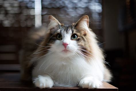 Fluffy Cat Breeds That Are Perfect for Snuggling | Reader's Digest