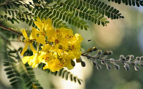 Flower Homes: Acacia Flowers