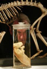 Tasmanian Tiger - DNA - Cloning - Worldpress.org