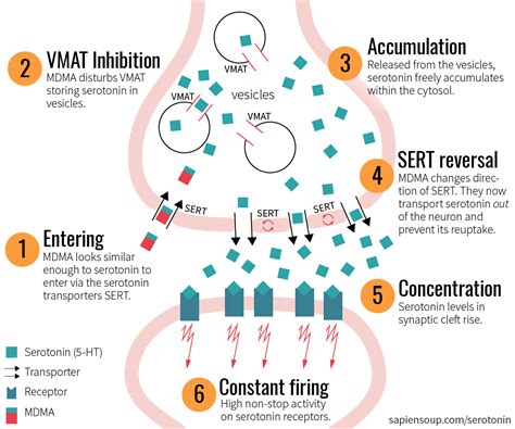 Psychedelic Drugs and the Serotonergic System – Sapiensoup Blog