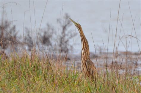 Bird Lore: American Bittern - My Edmonds News