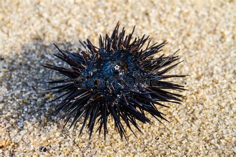 Sea urchin stock image. Image of island, spikes, ocean - 42284509