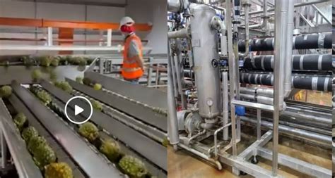 Newly Commissioned Pineapple Processing Factory Starts Operations (Video)