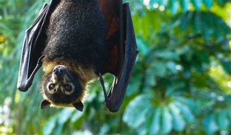 Save the spectacled flying-fox - Australian Geographic