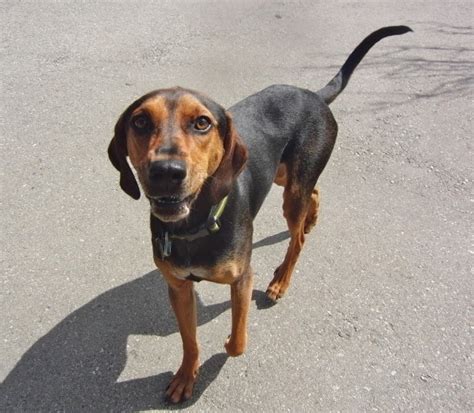 Dog of the Day: Indy the Treeing Walker Coonhound (Now With Update!) | The Dogs of San Francisco