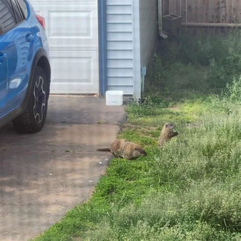 What Smell Do Gophers Hate? (Top 10 Scents)