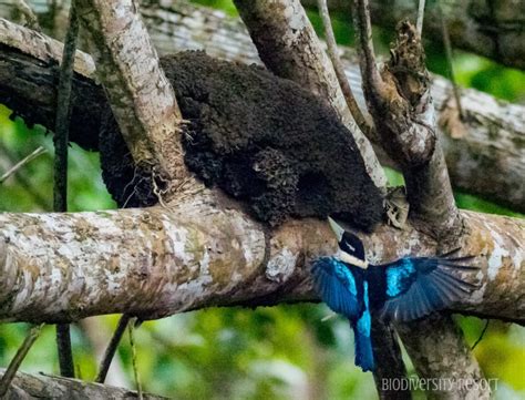 Other wildlife found at Raja Ampat | Raja Ampat Biodiversity Eco Resort