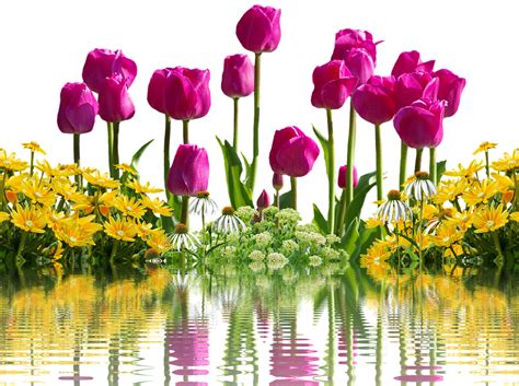 Tulips Flowers Spring · Free photo on Pixabay