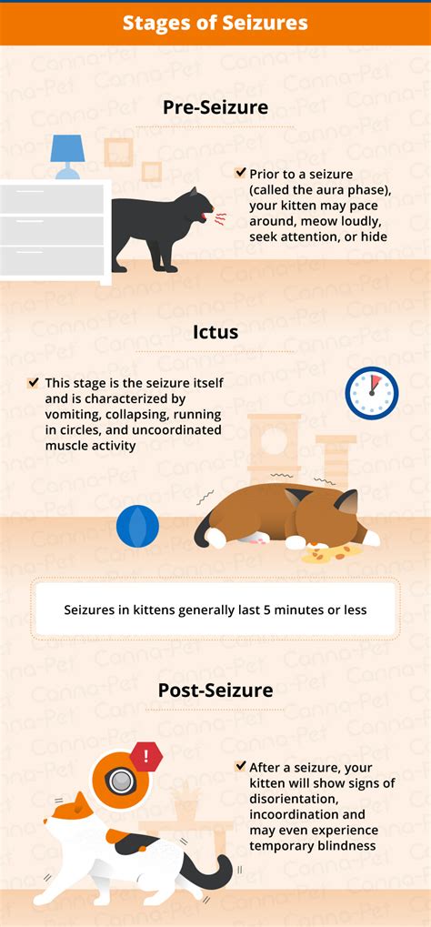 Kitten Seizures: Causes, Symptoms, & Treatment | Canna-Pet