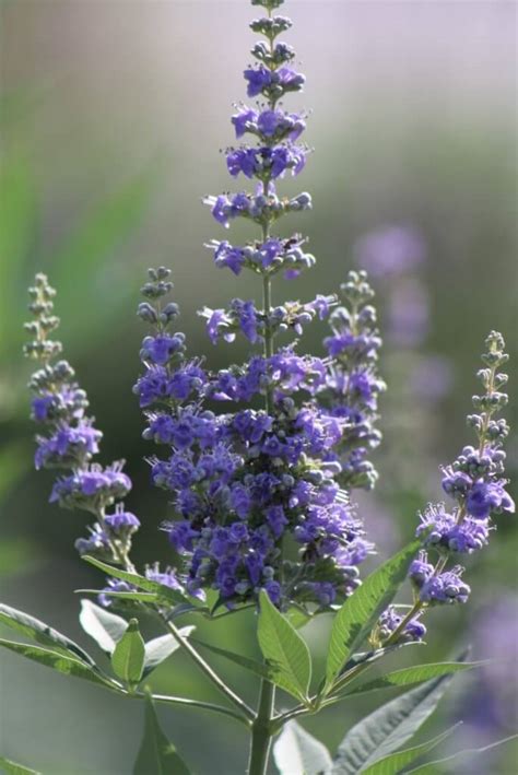 Vitex - Vivero Growers Nursery Austin Wholesale and Retail Nursery